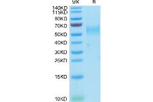 Cynomolgus GFRAL on Tris-Bis PAGE under reduced condition. (GFRAL Protein (AA 20-351) (His-Avi Tag))