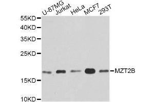 Western blot analysis of extracts of various cell lines, using MZT2B antibody. (MZT2B Antikörper  (AA 1-158))