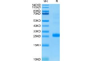 TNFSF14 Protein (AA 74-240) (His tag)