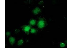 Anti-PNMT mouse monoclonal antibody (ABIN2454517) immunofluorescent staining of COS7 cells transiently transfected by pCMV6-ENTRY PNMT (RC206586). (PNMT Antikörper)