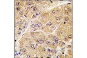Image no. 1 for anti-Sclerostin (SOST) (AA 141-171), (Middle Region) antibody (ABIN358752) (Sclerostin Antikörper  (Middle Region))