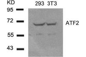 Image no. 4 for anti-Activating Transcription Factor 2 (ATF2) (Ser44), (Ser62) antibody (ABIN197144) (ATF2 Antikörper  (Ser44, Ser62))