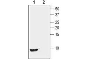 Western blot analysis of human recombinant Nucleobindin-2/Nesfatin-1 (200 ng):1. (Nucleobindin 2 (NUCB2) Peptid)