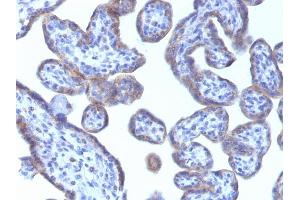 Formalin-fixed, paraffin-embedded human Placenta stained with Adipophilin Mouse Monoclonal Antibody (ADFP/1493). (ADRP Antikörper  (AA 249-376))