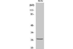 Western Blot analysis of HuvEc cells with Phospho-HSP27 (Ser82) Polyclonal Antibody at dilution of 1:1000 (HSP27 Antikörper  (pSer82))