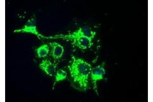 Image no. 5 for anti-Fumarylacetoacetate Hydrolase Domain Containing 2A (FAHD2A) antibody (ABIN1498183) (FAHD2A Antikörper)