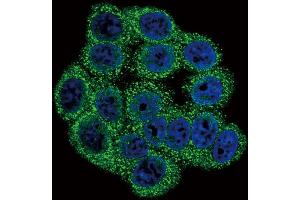 Confocal immunofluorescent analysis of INHA Antibody (N-term) (ABIN390680 and ABIN2840974) with Hela cell followed by Alexa Fluor 488-conjugated goat anti-rabbit lgG (green). (Inhibin alpha Antikörper  (N-Term))