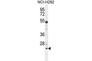 BCL7A Antibody (N-term) western blot analysis in NCI-H292 cell line lysates (35µg/lane). (BCL7A Antikörper  (N-Term))