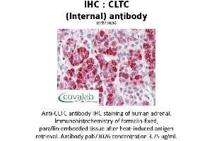 Image no. 1 for anti-Clathrin Heavy Chain (CLTC) (C-Term), (Internal Region) antibody (ABIN1733162) (Clathrin Heavy Chain (CLTC) (C-Term), (Internal Region) Antikörper)