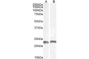 ABIN5539549 (0. (LIF Antikörper  (AA 28-39))