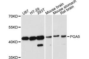 Western blot analysis of extracts of various cell lines, using PGA5 antibody. (PGA5 Antikörper  (AA 63-180))
