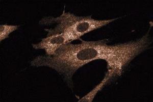 Immunofluorescence (IF) image for anti-SHC (Src Homology 2 Domain Containing) Transforming Protein 1 (SHC1) (AA 359-473) antibody (ABIN968229)