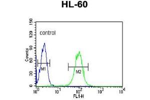 BPI Antibody (Center) flow cytometric analysis of HL-60 cells (right histogram) compared to a negative control cell (left histogram).