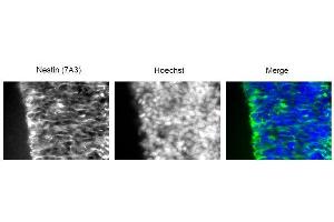 Immunofluorescence (IF) image for anti-Nestin (NES) antibody (ABIN2452056) (Nestin Antikörper)