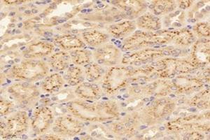 Immunohistochemistry analysis of paraffin-embedded mouse kidney using,RISC (ABIN7075546) at dilution of 1: 4000 (SCPEP1 Antikörper)