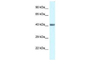 Western Blotting (WB) image for anti-POU Domain, Class 4, Transcription Factor 3 (POU4F3) (N-Term) antibody (ABIN927424)