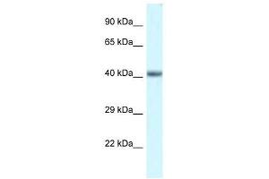 Western Blot showing Pou4f3 antibody used at a concentration of 1.