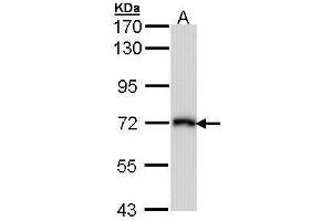 WB Image Sample (30 ug of whole cell lysate) A: Molt-4 , 7. (SLC3A2 Antikörper)