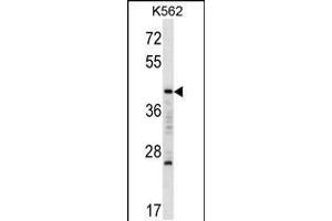 Western blot analysis in K562 cell line lysates (35ug/lane). (MAFA Antikörper  (C-Term))