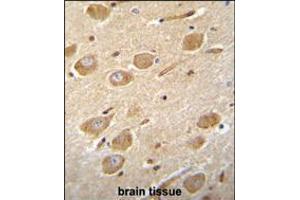 CNGA4 Antibody immunohistochemistry analysis in formalin fixed and paraffin embedded human brain tissue followed by peroxidase conjugation of the secondary antibody and DAB staining. (CNGA4 Antikörper  (N-Term))
