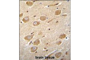 CNGA4 Antibody immunohistochemistry analysis in formalin fixed and paraffin embedded human brain tissue followed by peroxidase conjugation of the secondary antibody and DAB staining.