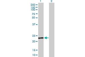 Western Blot analysis of GSTA4 expression in transfected 293T cell line by GSTA4 MaxPab polyclonal antibody. (GSTA4 Antikörper  (AA 1-222))