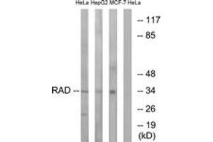 Western blot analysis of extracts from HeLa/HepG2/MCF-7 cells, using RAD Antibody.