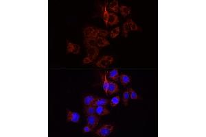 Immunofluorescence (IF) image for anti-Wingless-Type MMTV Integration Site Family, Member 1 (WNT1) (AA 231-370) antibody (ABIN1683291)