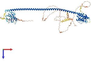 UVRAG Protein (AA 1-699) (His tag)