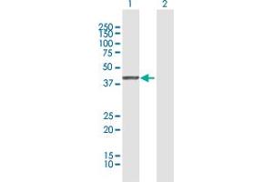Western Blot analysis of SERPINB1 expression in transfected 293T cell line by SERPINB1 MaxPab polyclonal antibody.