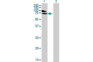 Western Blot analysis of PDE4A expression in transfected 293T cell line by PDE4A MaxPab polyclonal antibody. (PDE4A Antikörper  (AA 1-647))