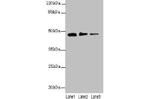 Western blot All lanes: PRSS35 antibody at 0. (PRSS35 Antikörper  (AA 201-413))