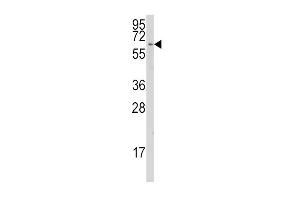 Western blot analysis of anti-CYP1A1 Antibody (C-term) (ABIN392526 and ABIN2842081) in K562 cell line lysates (35 μg/lane). (CYP1A1 Antikörper  (C-Term))