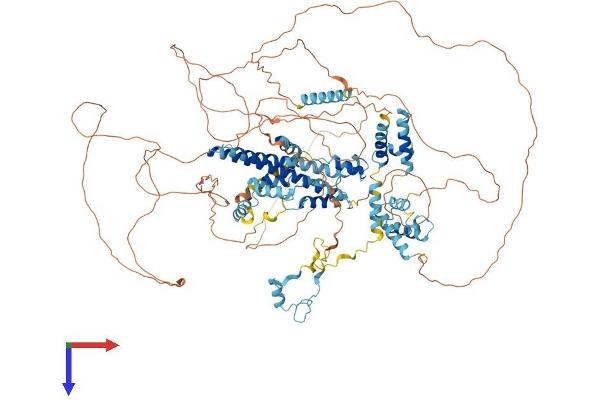 SFRS14 Protein (AA 1-1067) (His tag)