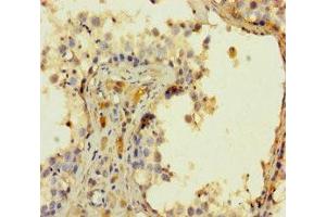 Immunohistochemistry of paraffin-embedded human testis tissue using ABIN7165887 at dilution of 1:100