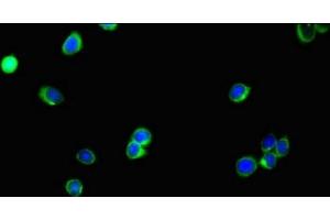 Immunofluorescent analysis of HepG2 cells using ABIN7174607 at dilution of 1:100 and Alexa Fluor 488-congugated AffiniPure Goat Anti-Rabbit IgG(H+L) (SLC35A2 Antikörper  (AA 136-234))
