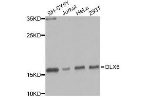 Western blot analysis of extracts of various cell lines, using DLX6 Antibody (ABIN2736646) at 1:1000 dilution. (DLX6 Antikörper)