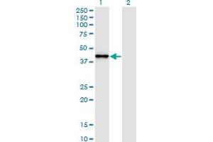 Western Blot analysis of SNAPC2 expression in transfected 293T cell line by SNAPC2 monoclonal antibody (M01), clone 4B8.