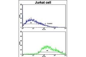 Flow cytometric analysis of jurkat cells using COG4 Antibody (C-term)(bottom histogram) compared to a negative control cell (top histogram).