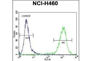 MIER2 Antibody (N-term) (ABIN655124 and ABIN2844753) flow cytometric analysis of NCI- cells (right histogram) compared to a negative control cell (left histogram). (MIER2 Antikörper  (N-Term))
