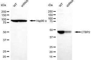 Western blotting analysis using CTBP2 antibody (ABIN7797817). (CTBP2 Antikörper)