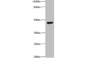 Western blot All lanes: Egl nine homolog 1 antibody at 12 μg/mL + Rat brain tissue Secondary Goat polyclonal to rabbit IgG at 1/10000 dilution Predicted band size: 47, 44, 37 kDa Observed band size: 47 kDa (EGLN1 Antikörper  (AA 301-426))