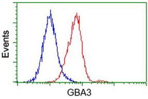 Flow cytometric Analysis of Hela cells, using anti-GBA3 antibody (ABIN2454362), (Red), compared to a nonspecific negative control antibody, (Blue). (GBA3 Antikörper  (AA 1-150, AA 370-469))