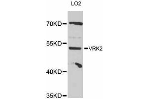 Western blot analysis of extracts of LO2 cells, using VRK2 antibody (ABIN5999182) at 1:3000 dilution. (VRK2 Antikörper)