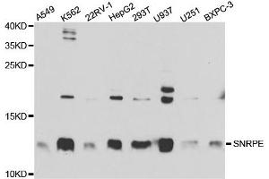 Western Blotting (WB) image for anti-Small Nuclear Ribonucleoprotein Polypeptide E (SNRPE) antibody (ABIN1876676) (SNRPE Antikörper)