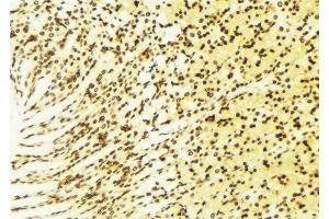 ABIN6274375 at 1/100 staining Human gastric tissue by IHC-P. (NAB2 Antikörper  (C-Term))