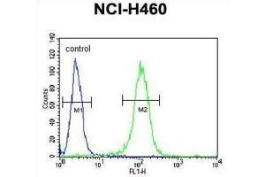 Flow Cytometry (FACS) image for anti-Class B Basic Helix-Loop-Helix Protein 3 (BHLH3) antibody (ABIN3002429) (BHLH3 Antikörper)