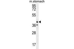 TECTB Antibody (N-term) western blot analysis in mouse stomach tissue lysates (35 µg/lane). (TECTB Antikörper  (N-Term))