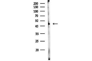 Western blot analysis of lysates from COLO205 cells, using Phospho-CDC37 (Ser13) Antibody at 1/1000 dilution.