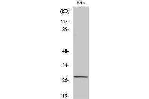 Western Blotting (WB) image for anti-Mitochondrial Ribosome Recycling Factor (MRRF) (C-Term) antibody (ABIN3185690)